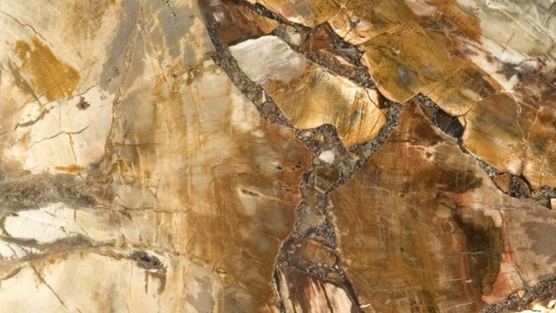 Petrified Wood